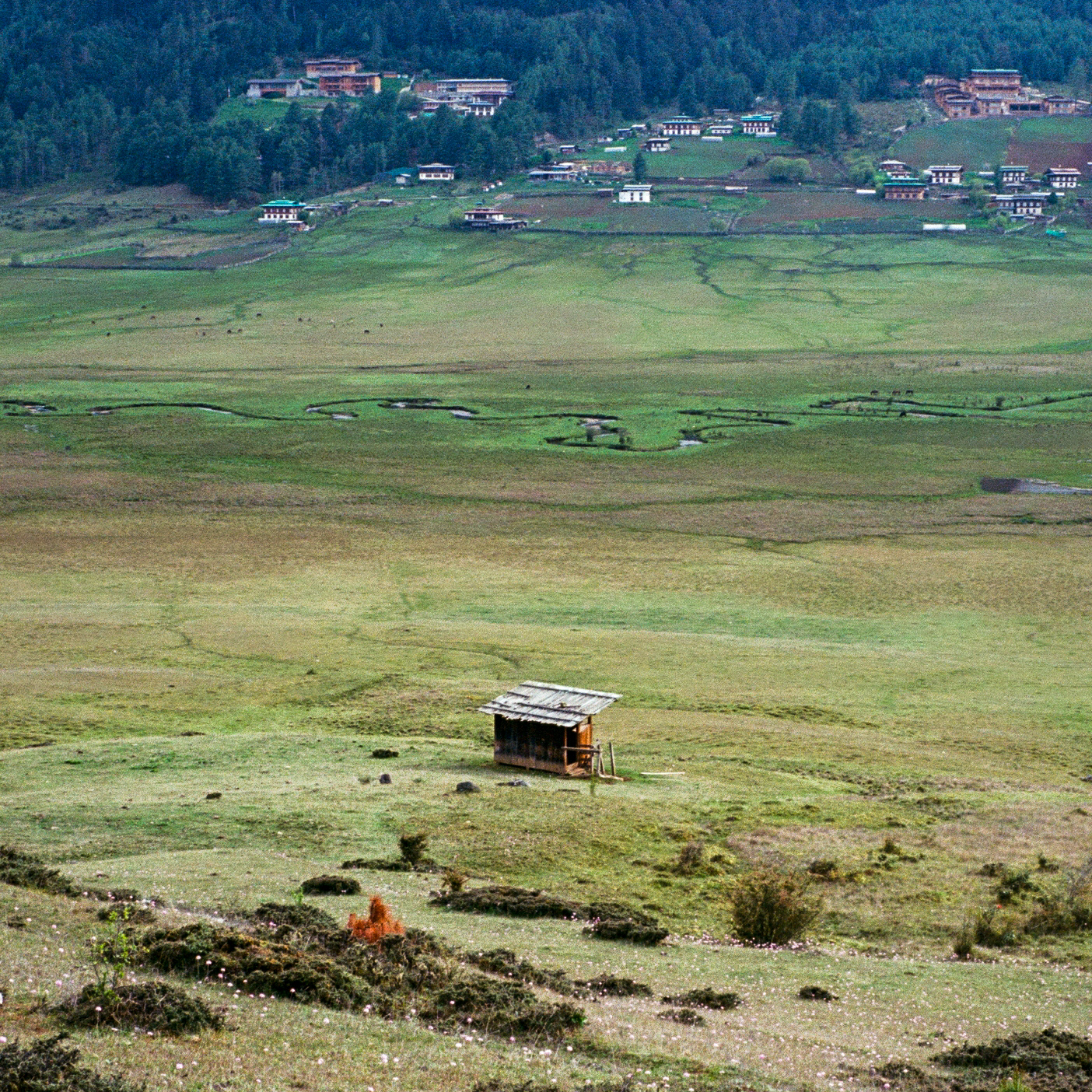 Marshlands in Phobjikha Valley