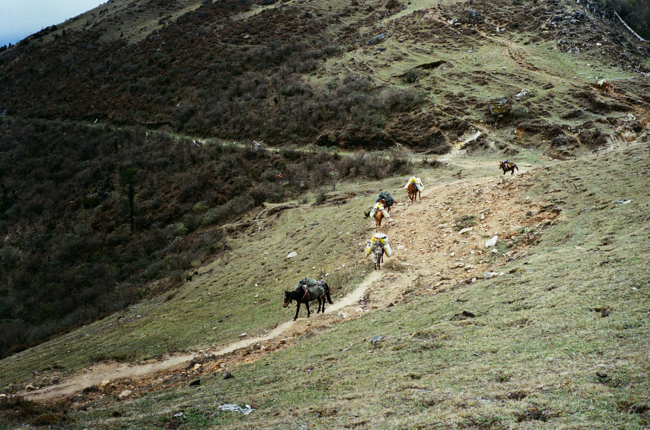 Pack horses on the trail in Bhutan